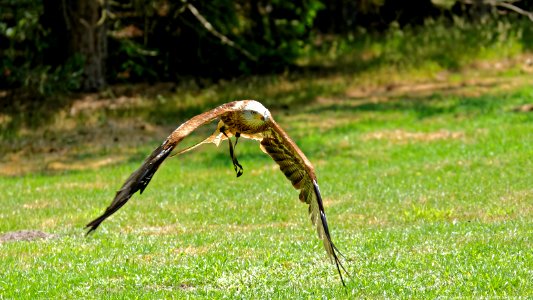 Wildpark