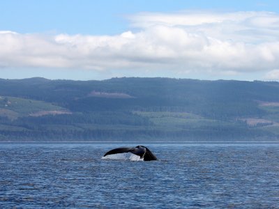 whale tail marine ocean BBaccus NPS Photo photo
