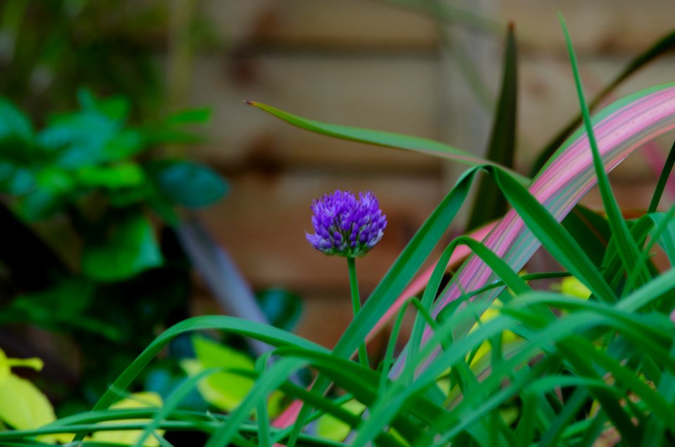 Back Garden Flowers