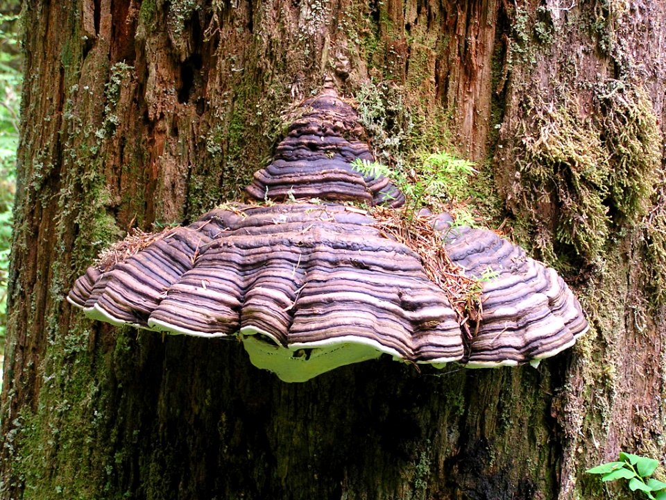Polypore shelf mushroom  Bogicheal Trail NPS Photo