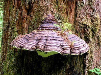 Polypore shelf mushroom  Bogicheal Trail NPS Photo