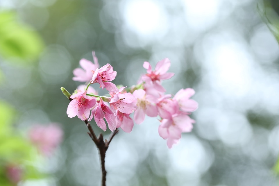 Pink plant nature