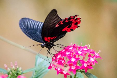 papillon n&rouge photo