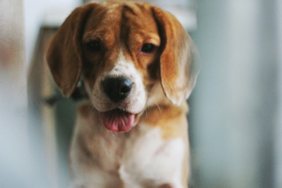 Animals tongue cute