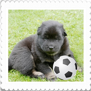 Eurasians football fan cute