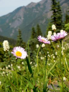 three purple pink fleabane flower alpine wildflowers hurricane ridge c bubar june 27 2014 photo