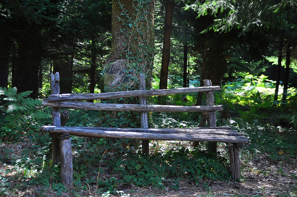 Forest bench park