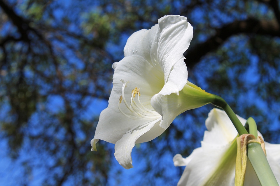 White amaryllis flowering bulbs amaryllis belladonna photo