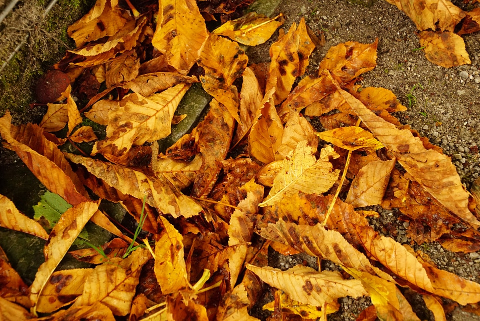 Fall color dry autumn