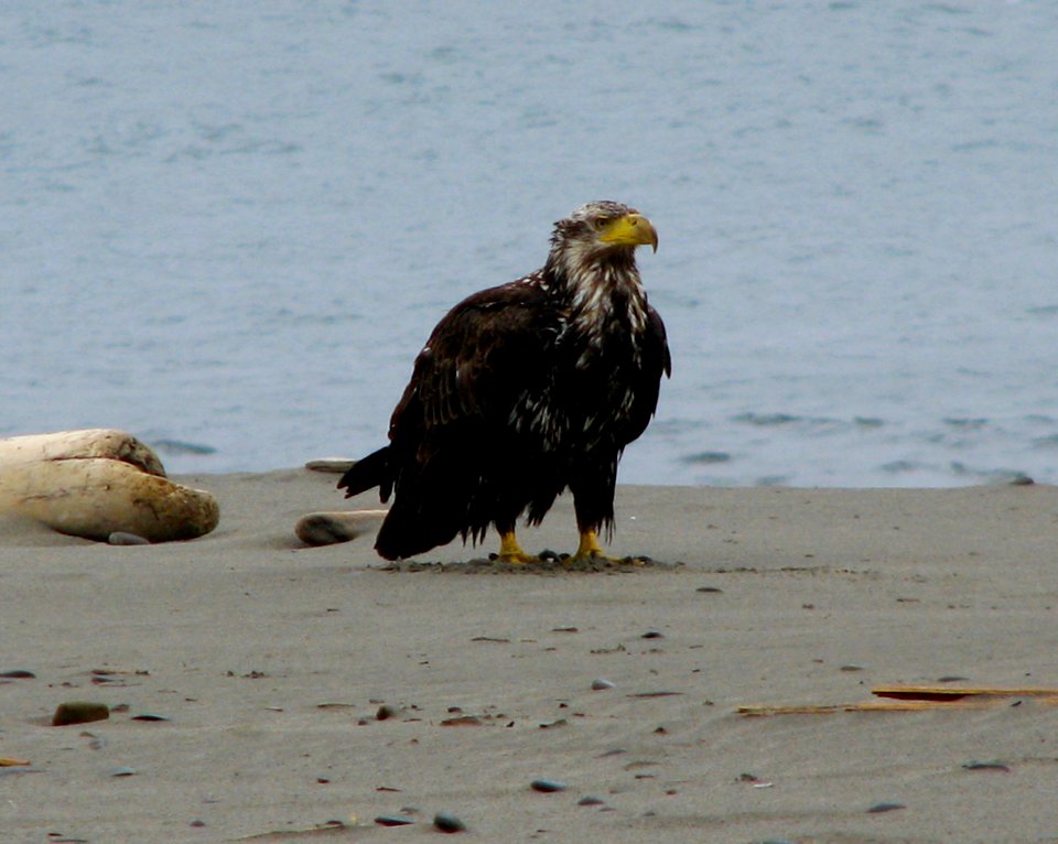 eagle bald raptor bird juvenile ground beach ssheltren