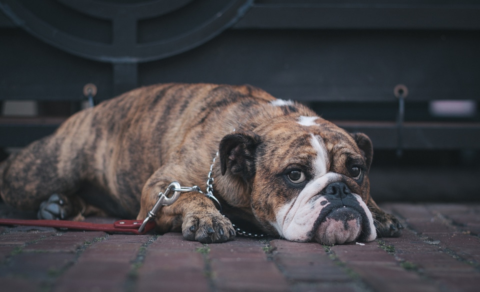 Domestic animal puppy