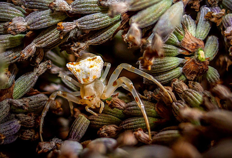 araignée albinos de lavande