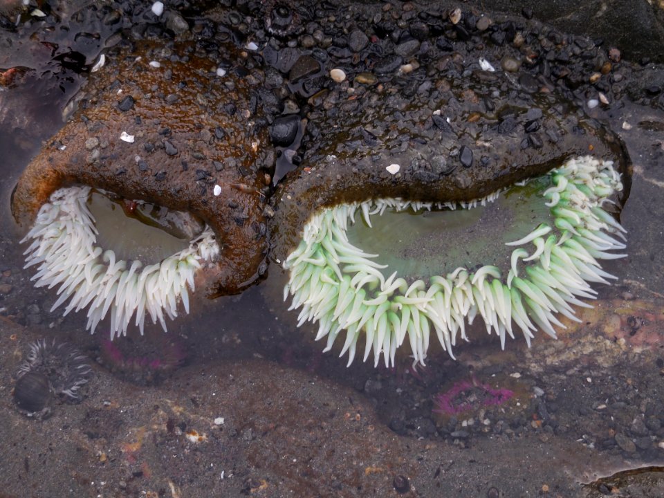 closed green anemones tidepools ruby beach coast c bubar march 04-2015