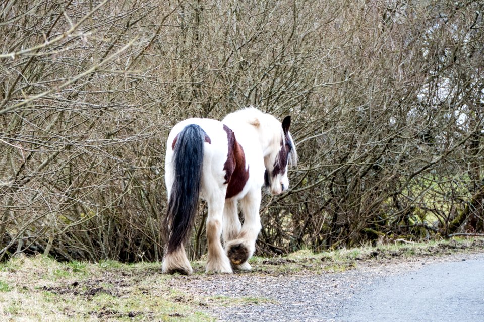 Horse on public road into St Johns Town of Dalry