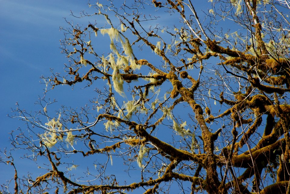 beard hanging mossy canopy quinault rainforest c bubar march 05 2015