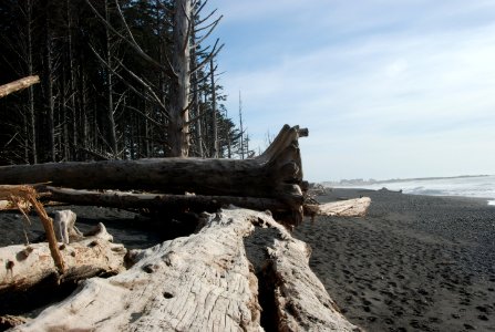 giant driftwood logs rialto beach c bubar march 06-2015 photo