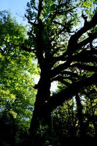 maple tree sun rays scenic forest Quinault d archuleta 2015