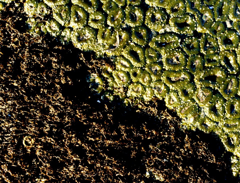 green anenomie seaweed ocean marinessheltren nps photo