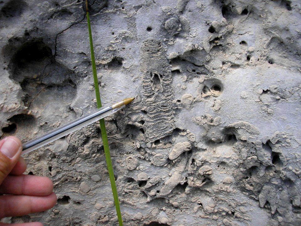 Fossil