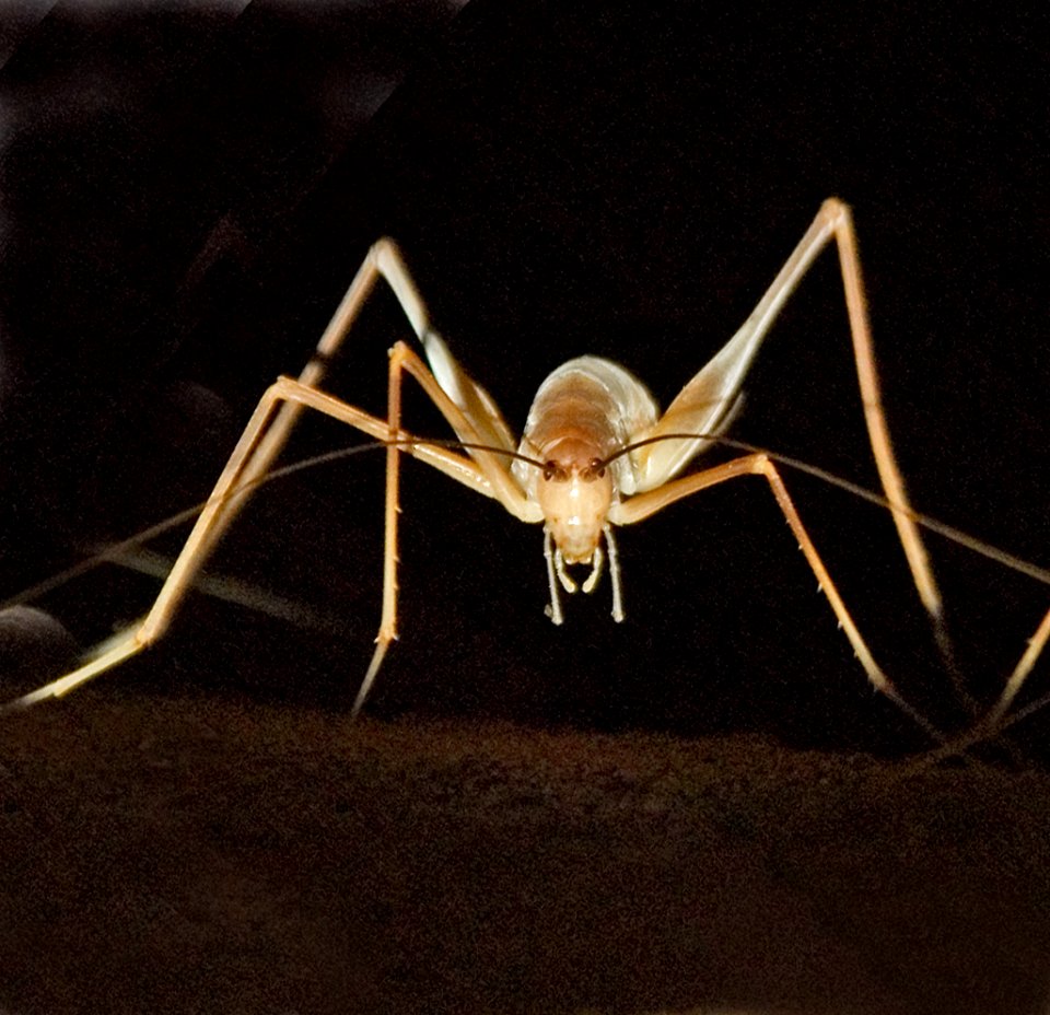 A cave cricket in Mammoth Cave National Park.