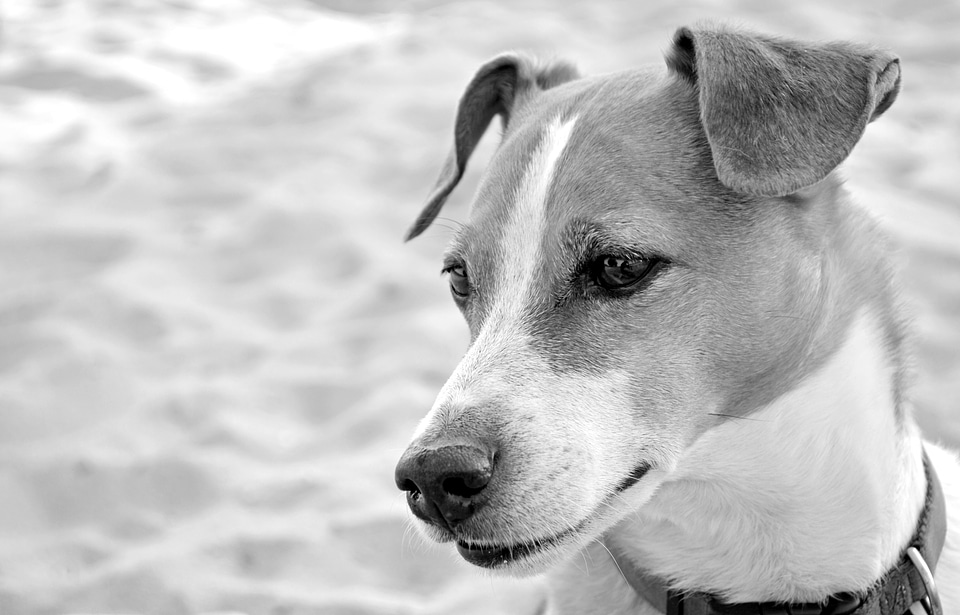 Pet cute dog snout