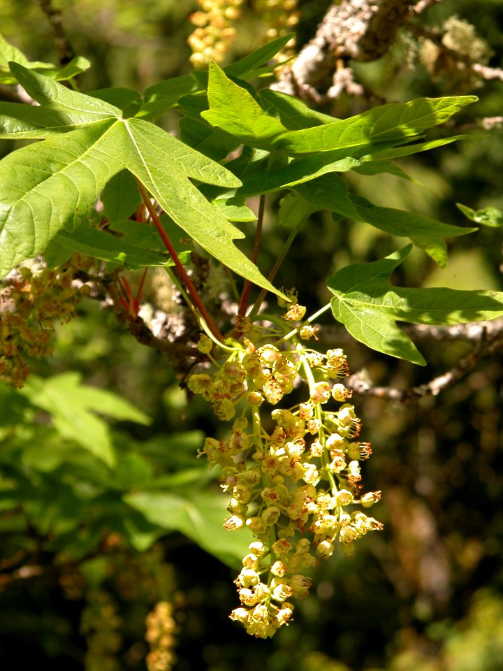 blooming maple spring forest NPS Photo