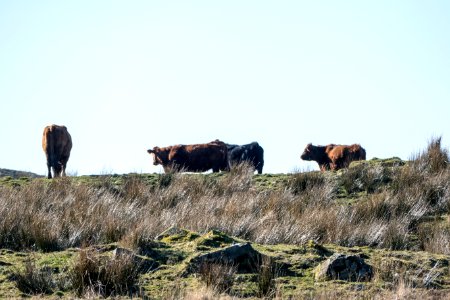 Cattle at Garchew Farm near Bargrennan on Southern Upland Way