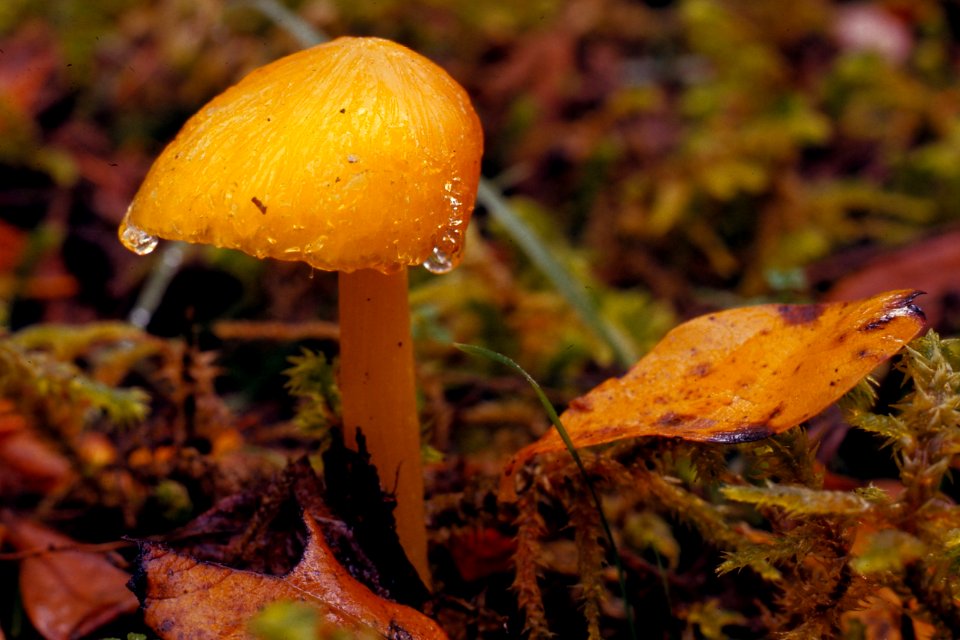 Mushroom