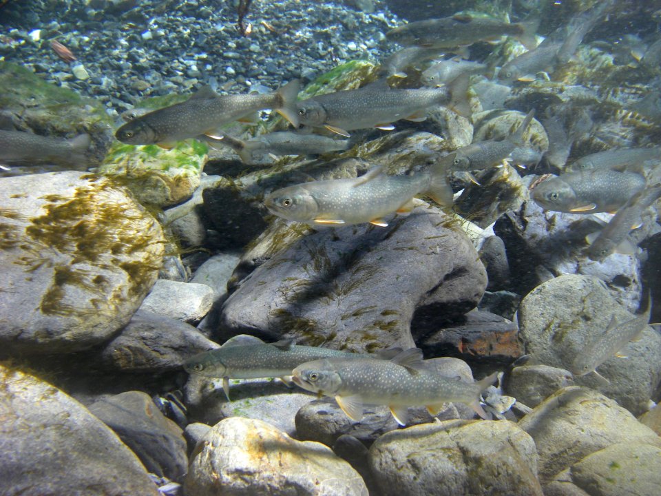 Several Bull Trout water rocks 2015