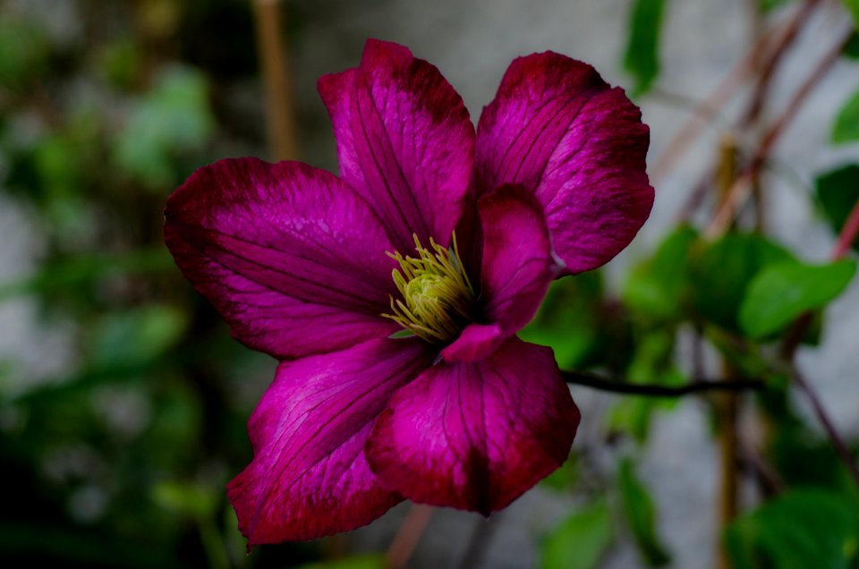 Back Garden Flowers