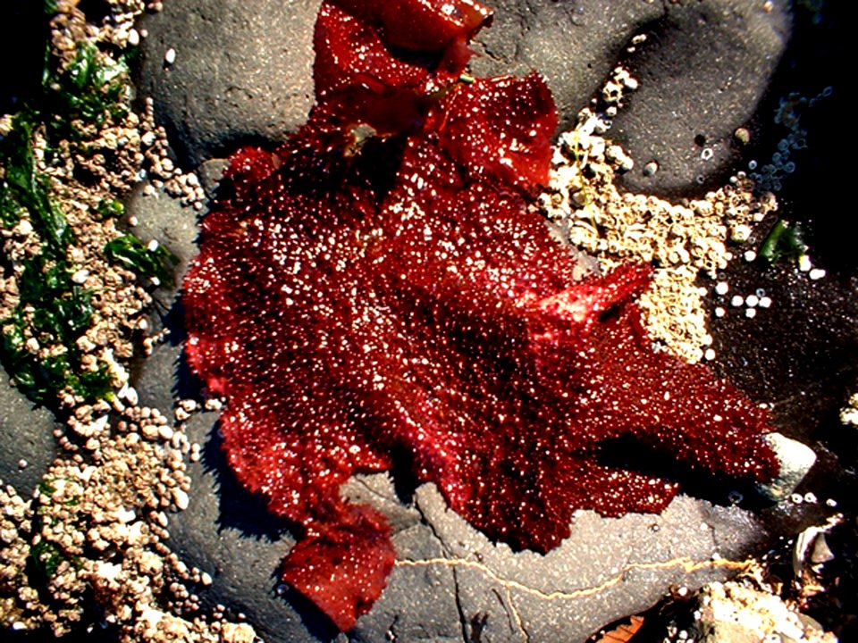 red kelp seaweed beach rocks oceanssheltren nps photo