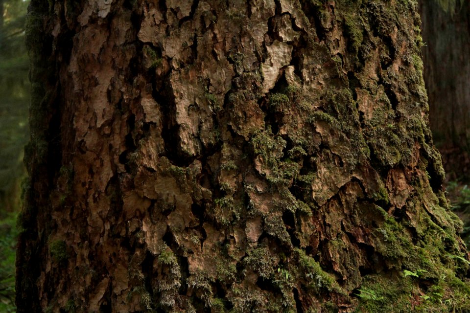tree douglas fir bark texture pzaidel credit required