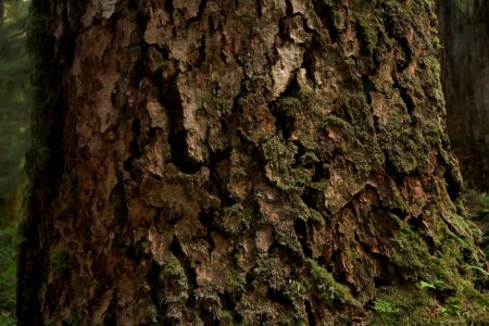 tree douglas fir bark texture pzaidel credit required