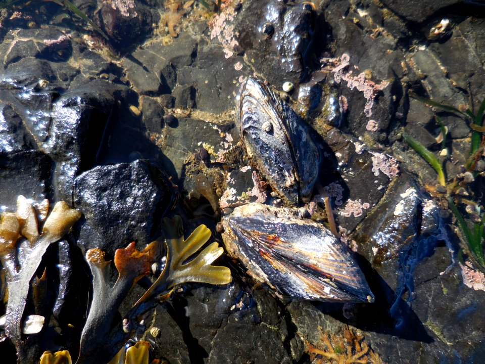 mussels salt creek tidepools c bubar march 04-2015