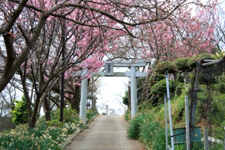 063 石鎚神社の桜