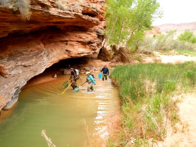 electrofishing in lower Courthouse Wash (2)
