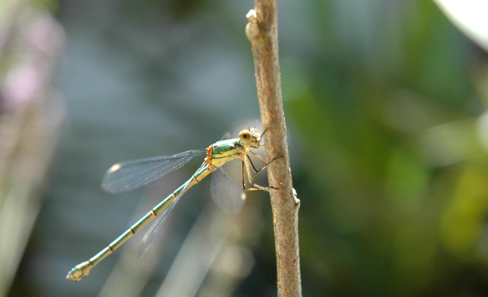 Damselfly with a closer look