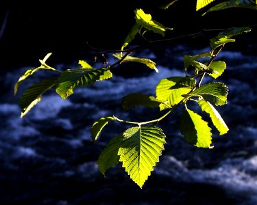 backlight alder leaf water NPS Photo