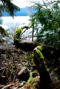 twisted branch lake quinault rainforest mossy c bubar march 05 2015