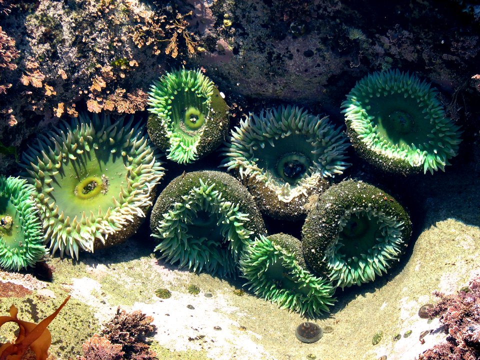 giant green anemone family tidepools NPS Photo