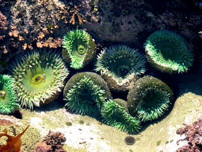 giant green anemone family tidepools NPS Photo