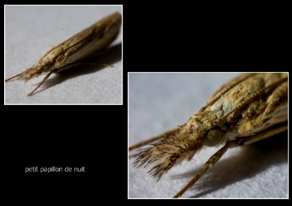 petit papillon de nuit