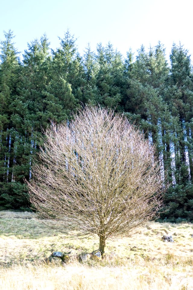 Bare tree near Loch Derry on Southern Upland Way