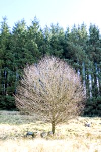 Bare tree near Loch Derry on Southern Upland Way photo