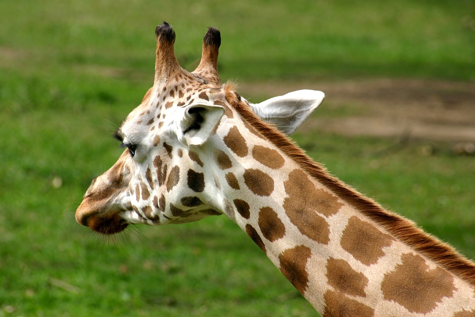 Giraffe nature head