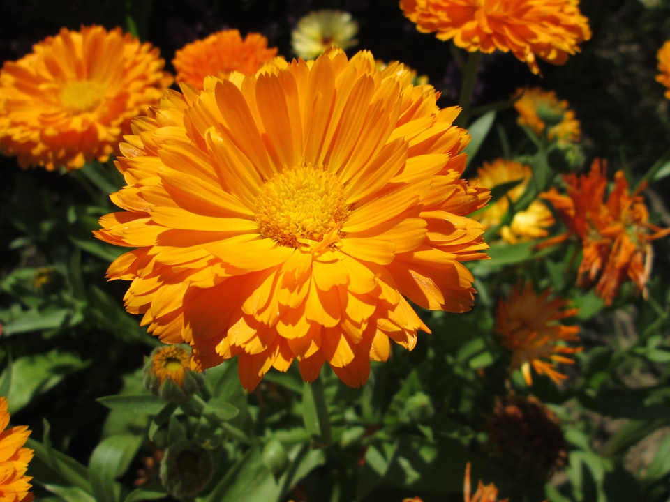 The petals beauty plants
