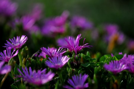 花の島構想・弓削地区の花「マツバギク」