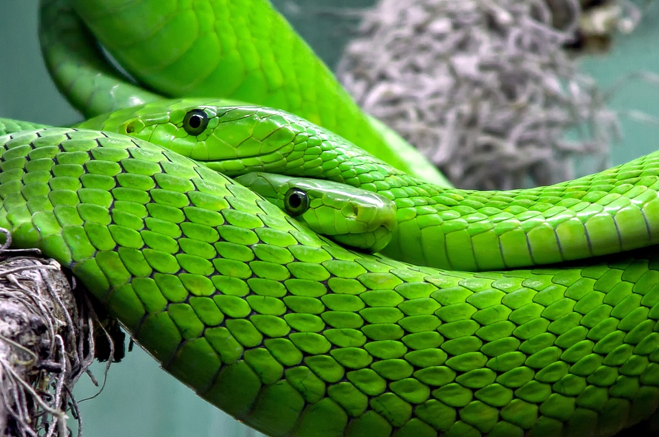Toxic lizard reptile