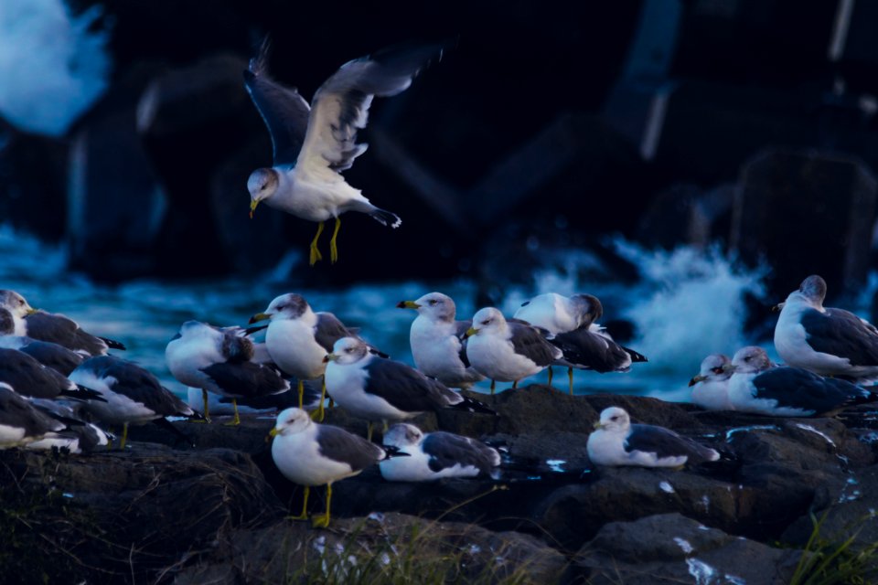 Black-tailed gull