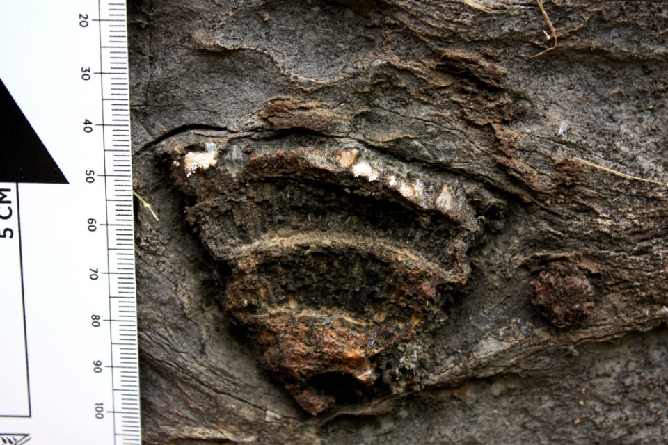 Fossilized sponge